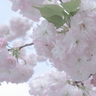 Furry插画风格解析兽圈群